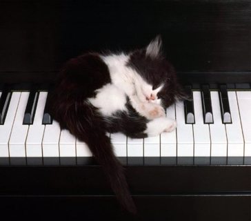 تاثیر موسیقی بر روی حیوانات